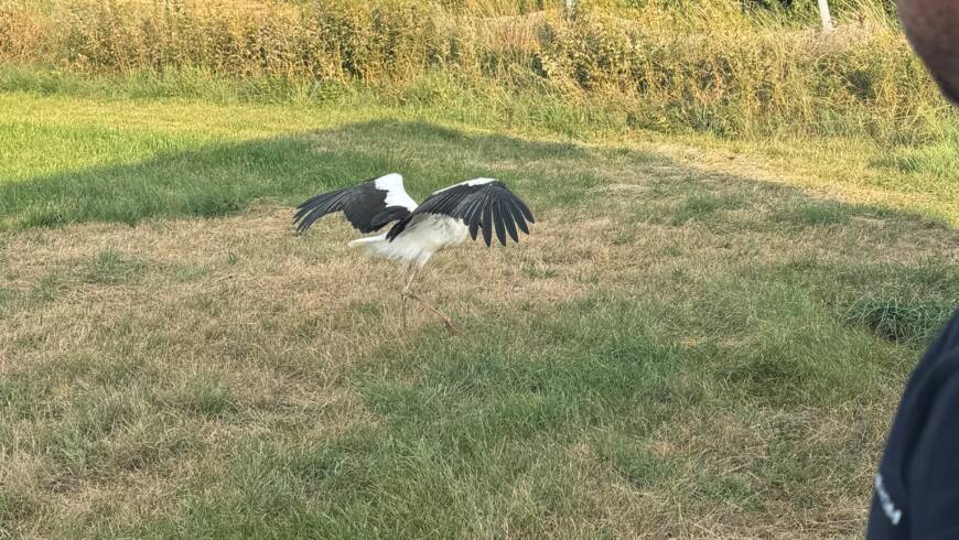 Tierrettung